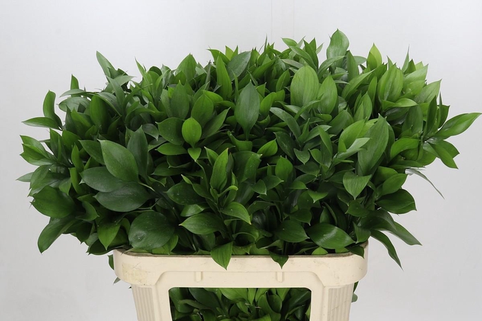 <h4>Ruscus Hypophyllum</h4>