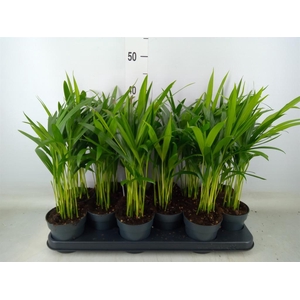 Dypsis lutescens   ...Chrysalidoca