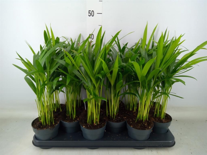 <h4>Dypsis lutescens ...Chrysalidoca</h4>