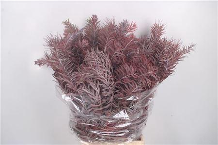 Acacia Luna D Argento Red Per Bunch