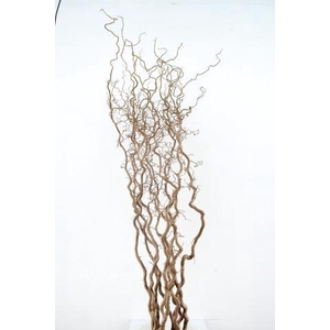 CORYL AV CONTORTA 2 JARIG 180CM
