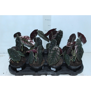 ALOCASIA CUPREA P12