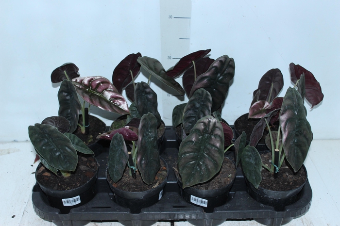 ALOCASIA CUPREA P12