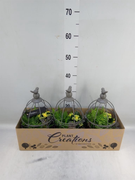 <h4>Arr. Pasen H%</h4>