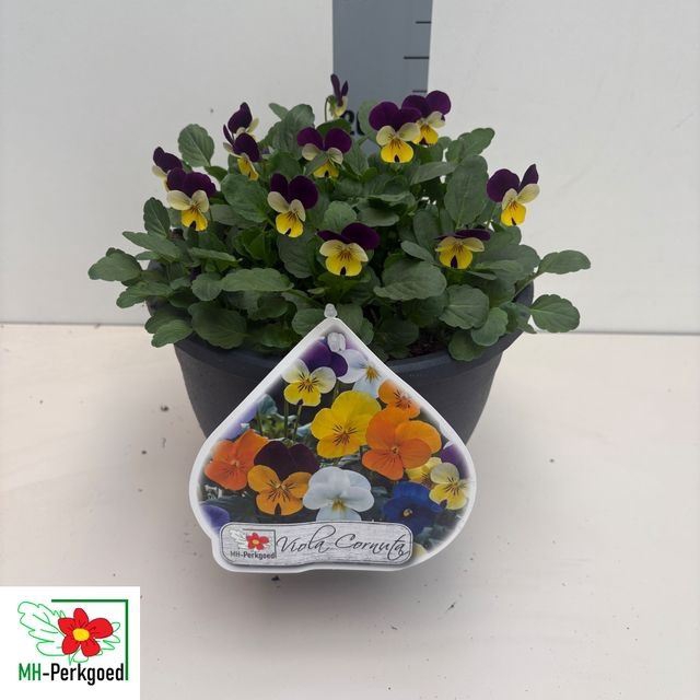 <h4>Viola corn.   ...mix</h4>