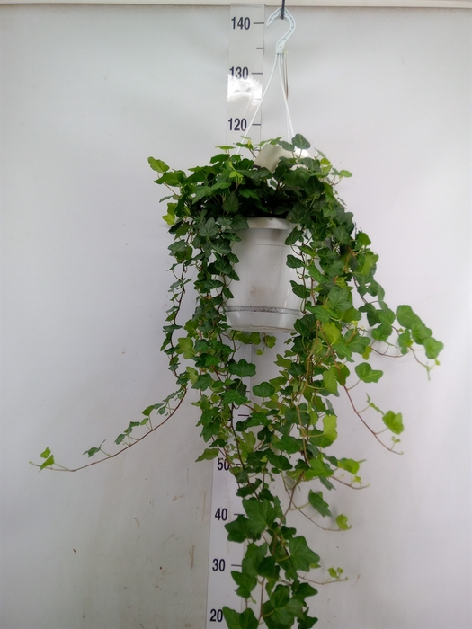 <h4>Hedera helix 'Wonder'</h4>
