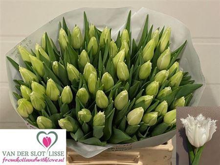 <h4>Tu Fr Cricko</h4>