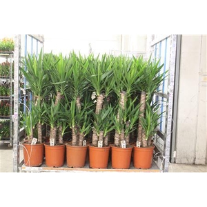 Yucca 60-30-20 Cm