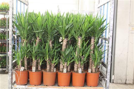 <h4>Yucca 60-30-20 Cm</h4>