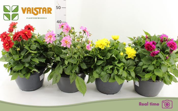 <h4>DAHL L ME GEM</h4>