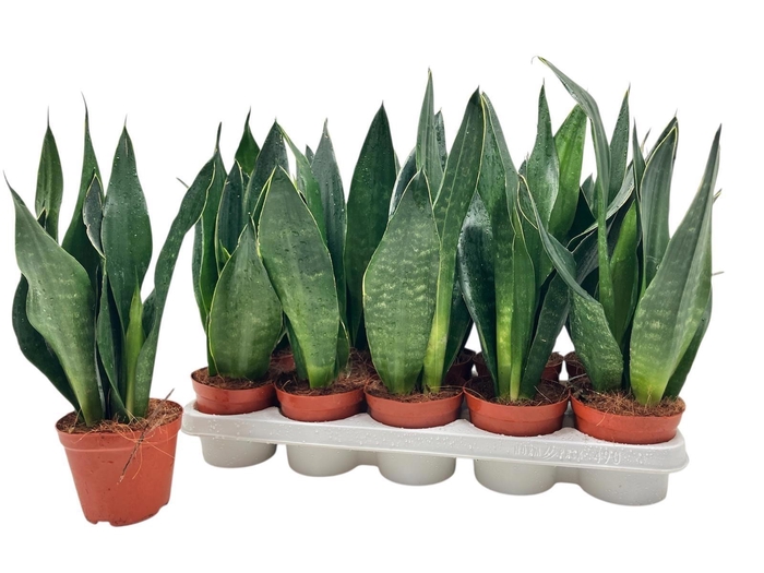 arr8 Sansev Trifascia Ov