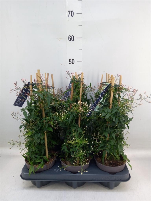 <h4>Jasminum polyanthum</h4>