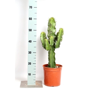 Euphorbia abyssinica