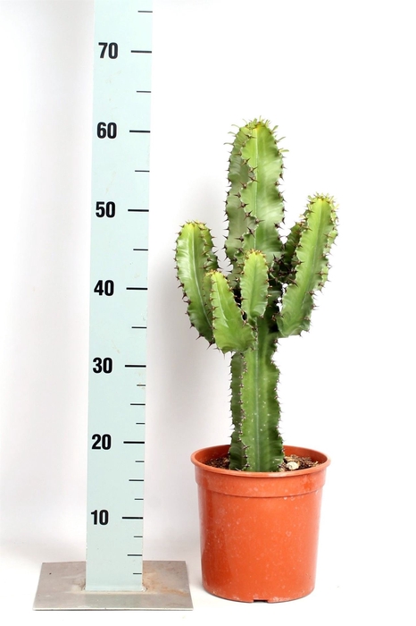 <h4>Euphorbia abyssinica</h4>