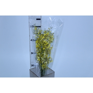 ONCIDIUM CHUVA DE OURO CORTE