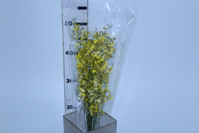 ONCIDIUM CHUVA DE OURO CORTE