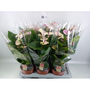 Anthurium andr. 'Laguna'