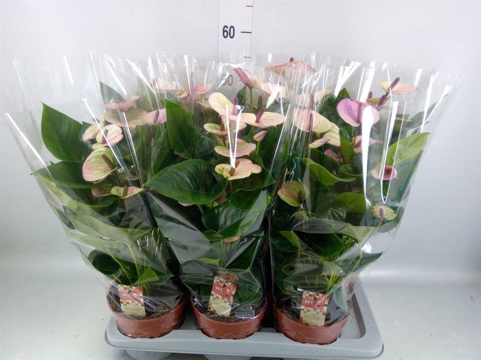 <h4>Anthurium andr. 'Laguna'</h4>
