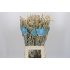 Amaranthus Yearming Desert
