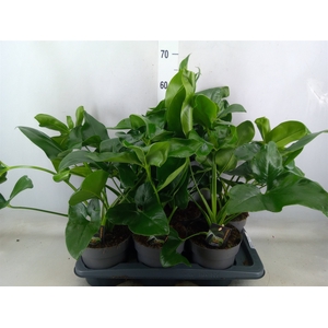 Philodendron  'Fun Bun'