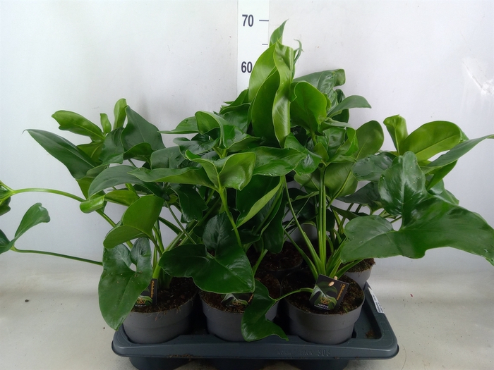 <h4>Philodendron  'Fun Bun'</h4>