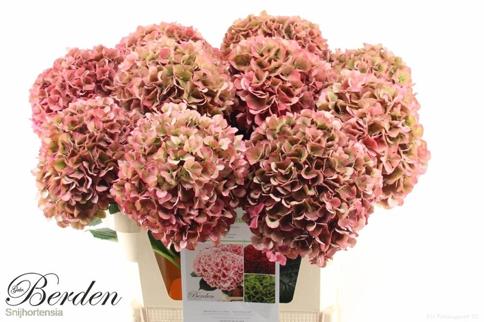 <h4>HYDR M GLOW ALPS CL</h4>