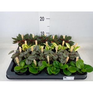 Peperomia   ...mix