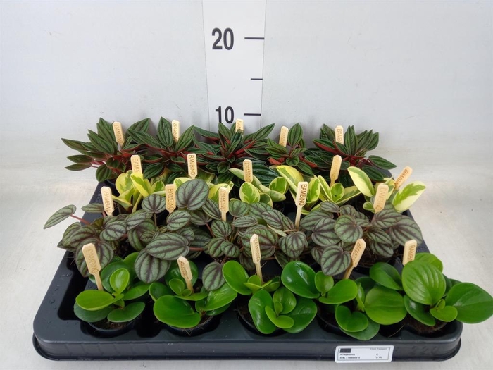 <h4>Peperomia   ...mix</h4>