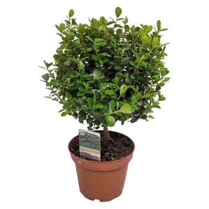 Myrsine africana