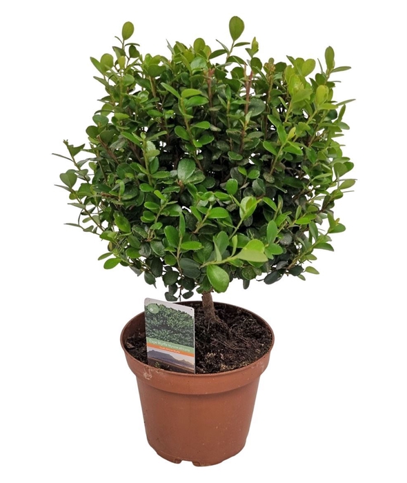 <h4>Myrsine africana</h4>