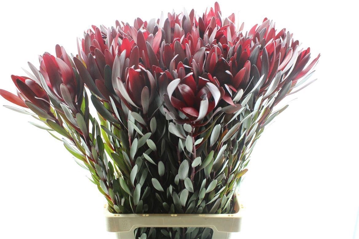 <h4>Leucad Saf Sunset</h4>