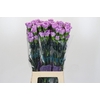 Dianthus St Florigene Moonaqua
