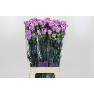 Dianthus St Florigene Moonaqua