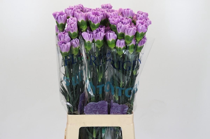 <h4>Dianthus St Florigene Moonaqua</h4>