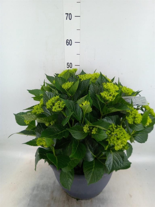 <h4>Hydrangea mac.</h4>