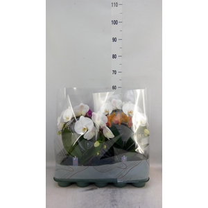 Phalaenopsis   ...mix