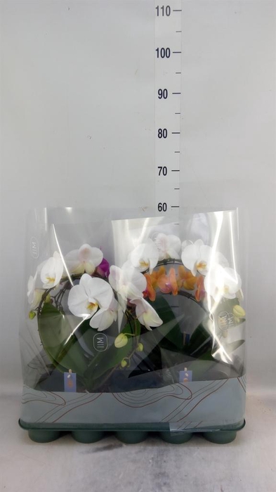<h4>Phalaenopsis   ...mix</h4>