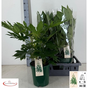FATSIA OV