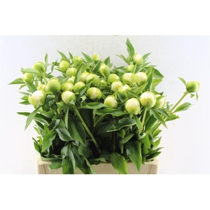 Paeonia L Duches D Nemo