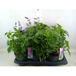 Salvia  'Salgoon Lake Como'