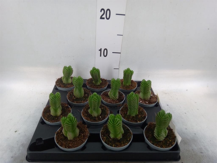 <h4>Crassula  'Buddha's Temple'</h4>