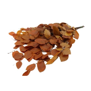 Bunch Fagus Pres. Slv 150g L80