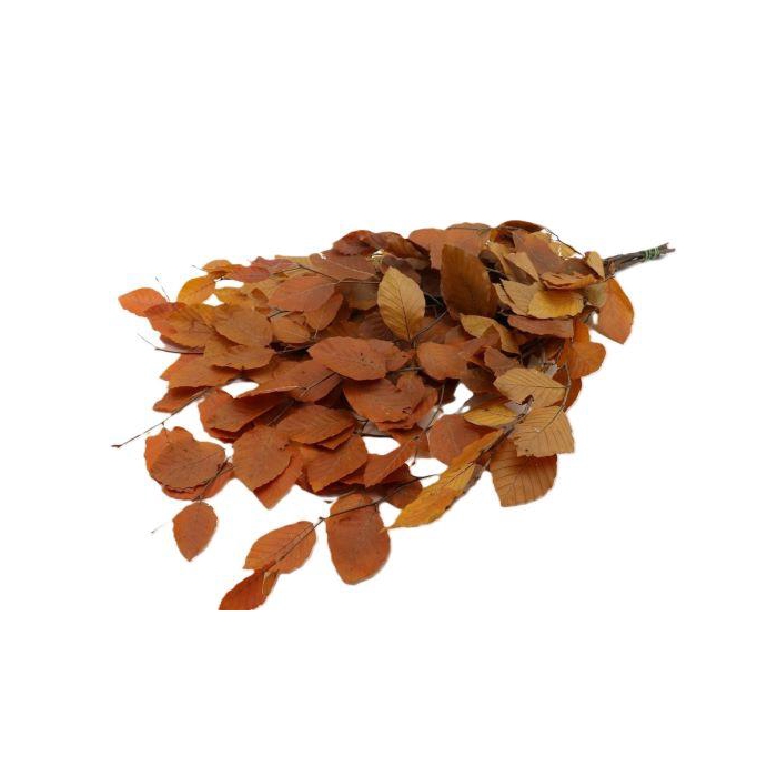 <h4>Bunch Fagus Pres. Slv 150g L80</h4>
