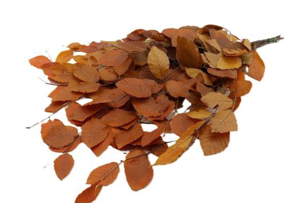 Bunch Fagus Pres. Slv 150g L80