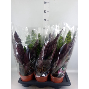 Calathea lancifolia