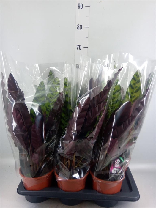 <h4>Calathea lancifolia</h4>