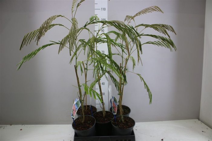 <h4>Albizia Julibrissin</h4>