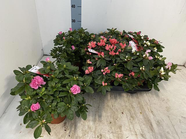 <h4>RHODO SI VOGEL GEM</h4>