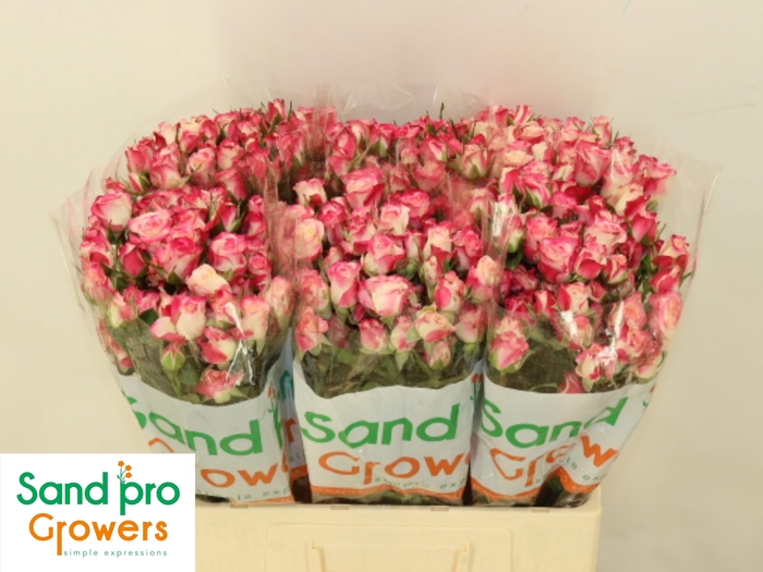 <h4>R TR REFLEX</h4>