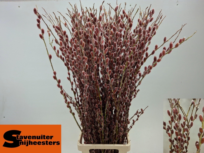 SALIX G PINK CUSHION